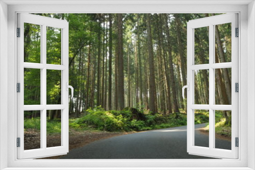 Fototapeta Naklejka Na Ścianę Okno 3D - Wald mit Bäumen
