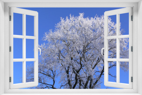 Fototapeta Naklejka Na Ścianę Okno 3D - hoar-frosted tree