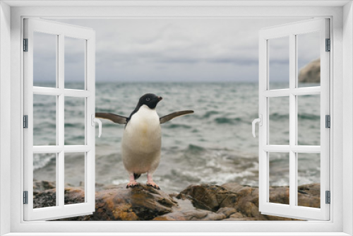 Fototapeta Naklejka Na Ścianę Okno 3D - Adelie Penguin