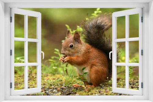 Fototapeta Naklejka Na Ścianę Okno 3D - Red Squirrel (Sciurus vulgaris)