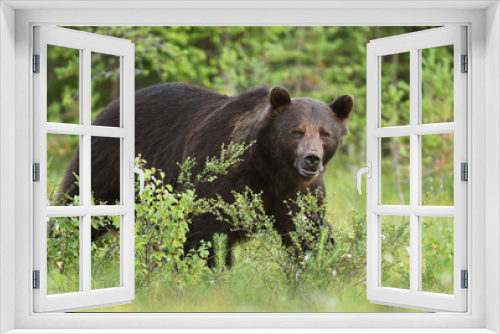Fototapeta Naklejka Na Ścianę Okno 3D - Wild brown bear (Ursus arctos)