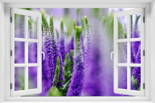 Fototapeta Naklejka Na Ścianę Okno 3D - Decorative lupin flowers, violet blue colors, close up