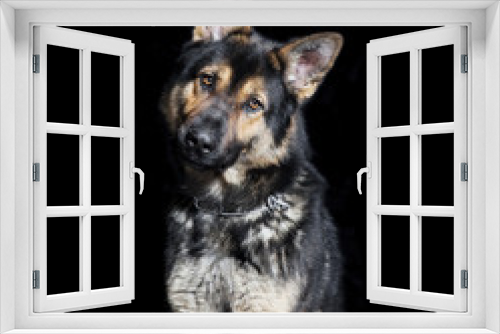 Fototapeta Naklejka Na Ścianę Okno 3D - Schäferhund sitzend schwarzer Hintergrund