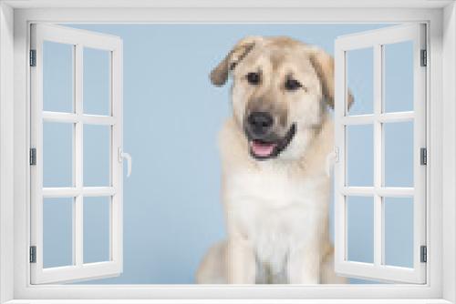 Fototapeta Naklejka Na Ścianę Okno 3D - Mixed breed young dog