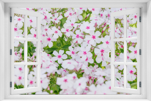 Fototapeta Naklejka Na Ścianę Okno 3D - Pink phlox