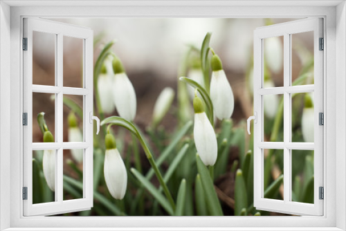 Fototapeta Naklejka Na Ścianę Okno 3D - Beautiful snowdrops. The first sign of spring. The snow-white flowers in the shape of a bell.