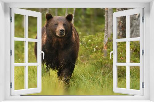 Fototapeta Naklejka Na Ścianę Okno 3D - Wild brown bear (Ursus arctos)