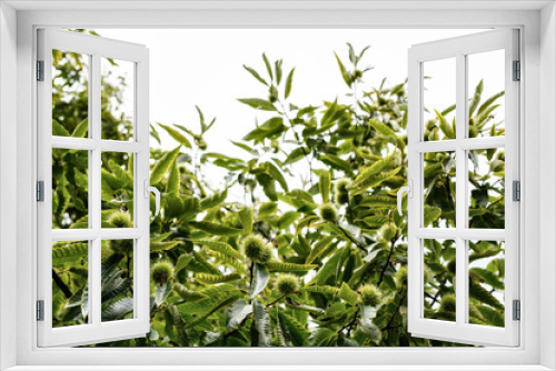 Fototapeta Naklejka Na Ścianę Okno 3D - Kastanien Baum