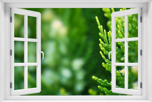 Fototapeta Naklejka Na Ścianę Okno 3D - Kojąca zieleń