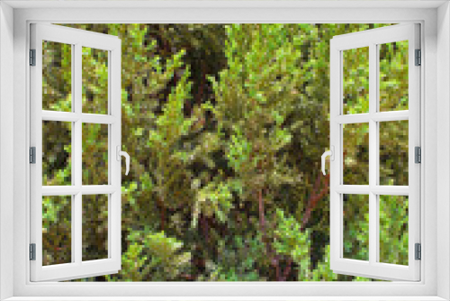 Fototapeta Naklejka Na Ścianę Okno 3D - Platycladus orientalis plant texture