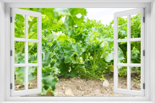 Fototapeta Naklejka Na Ścianę Okno 3D - Kale growing in vegetable garden