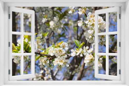 Fototapeta Naklejka Na Ścianę Okno 3D - Branche de cerisier