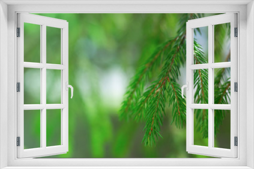 Fototapeta Naklejka Na Ścianę Okno 3D - Natural fir twig on green blurred background. Christmas background. Xmas greeting card. Copyspase for celebrations.