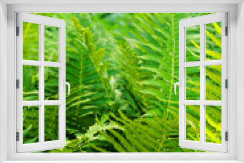 Fototapeta Naklejka Na Ścianę Okno 3D - fern plant texture