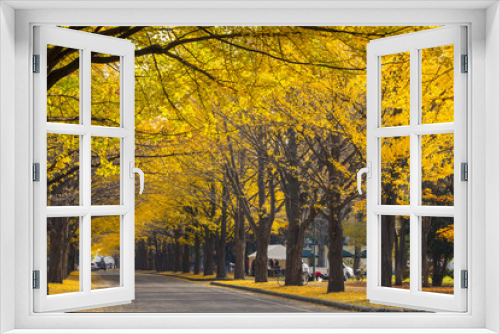 Fototapeta Naklejka Na Ścianę Okno 3D - The fall season in the autumn Hokkaido University