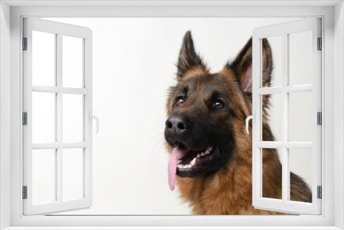 Fototapeta Naklejka Na Ścianę Okno 3D - Close up Portrait of a Young German Shepherd Dog . Two Years Old Pet.