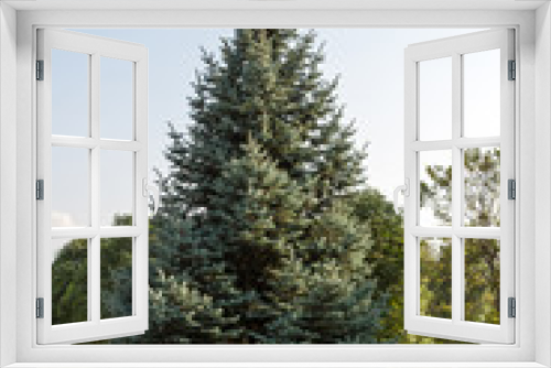 Fototapeta Naklejka Na Ścianę Okno 3D - Large blue spruce