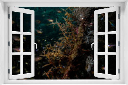 Fototapeta Naklejka Na Ścianę Okno 3D - glassfishes in the red sea