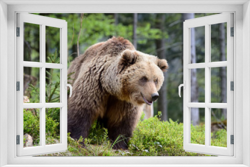 Fototapeta Naklejka Na Ścianę Okno 3D - Big brown bear in the forest