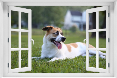 Fototapeta Naklejka Na Ścianę Okno 3D - Big Dog White Brown Rescue Laying in Grass