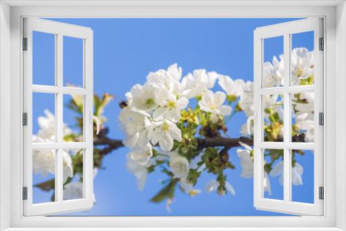 Fototapeta Naklejka Na Ścianę Okno 3D - Branch of a blossoming tree with white flowers