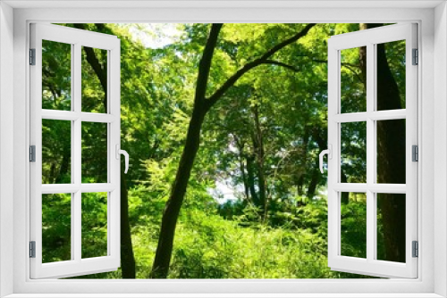 Fototapeta Naklejka Na Ścianę Okno 3D - 木々