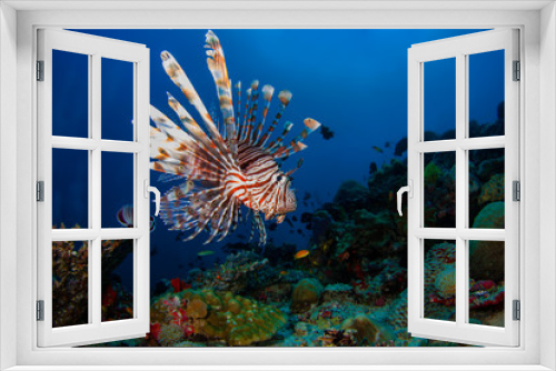 Fototapeta Naklejka Na Ścianę Okno 3D - Lionfish Portrait