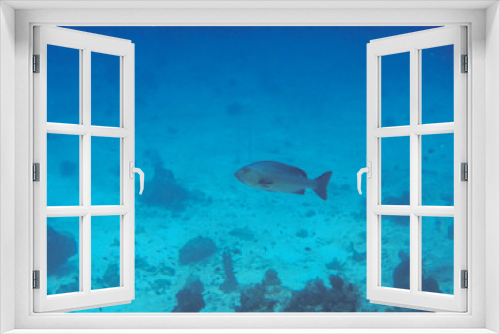 Fototapeta Naklejka Na Ścianę Okno 3D - Die indonesiche Unterwasserwelt