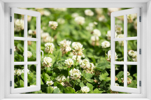 Fototapeta Naklejka Na Ścianę Okno 3D - White flowers on a clover