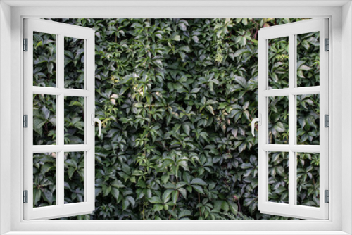 Fototapeta Naklejka Na Ścianę Okno 3D - Wall of green leaves