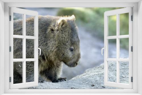 Fototapeta Naklejka Na Ścianę Okno 3D - Australian Wombat