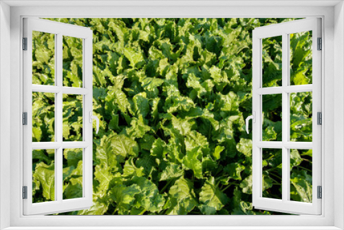 Fototapeta Naklejka Na Ścianę Okno 3D - top view on sugar beet field plant