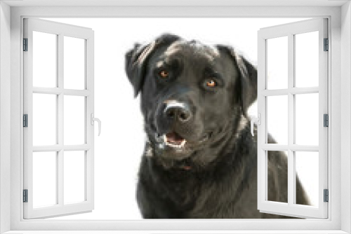 Fototapeta Naklejka Na Ścianę Okno 3D - Black happy labrador retriever on white background