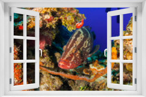 Fototapeta Naklejka Na Ścianę Okno 3D - Scuba divers can be seen in the background floating in the tropical tranquil waters of the caribbean sea in little cayman. The fish in front is a nassau grouper and is very friendly towards people 