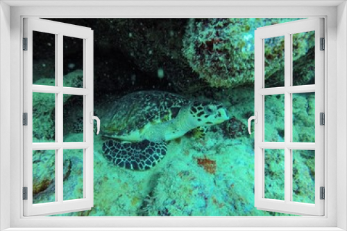 Fototapeta Naklejka Na Ścianę Okno 3D - Relaxed Turtle