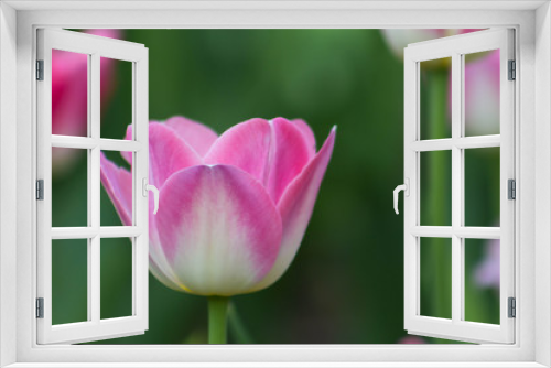 Fototapeta Naklejka Na Ścianę Okno 3D - Beautiful pink and white isolated tulip in a brilliant green field or garden during a spring or summer day