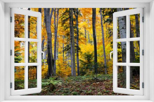 Fototapeta Naklejka Na Ścianę Okno 3D - Las bukowy w kolorach pełnei złotej jesieni