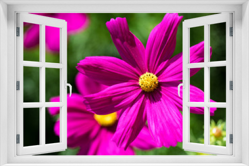 Fototapeta Naklejka Na Ścianę Okno 3D - Kwiat