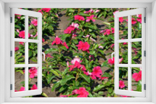 Fototapeta Naklejka Na Ścianę Okno 3D - Red flowers background