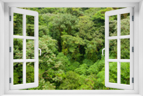 Fototapeta Naklejka Na Ścianę Okno 3D - Lush rainforest canopy Monteverde Costa Rica