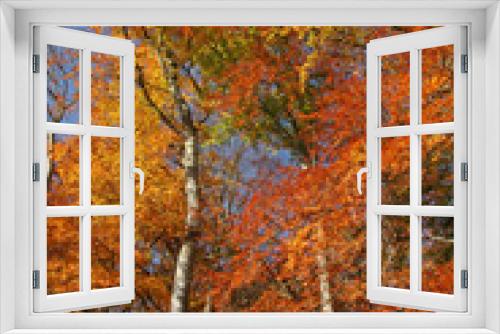 Fototapeta Naklejka Na Ścianę Okno 3D - Buchen im Herbstlaub in Hamburg-Blankenese