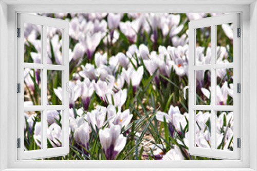 Fototapeta Naklejka Na Ścianę Okno 3D - rich spring flowers