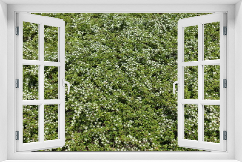 Fototapeta Naklejka Na Ścianę Okno 3D - Short shrub of Cotoneaster horizontalis in bloom