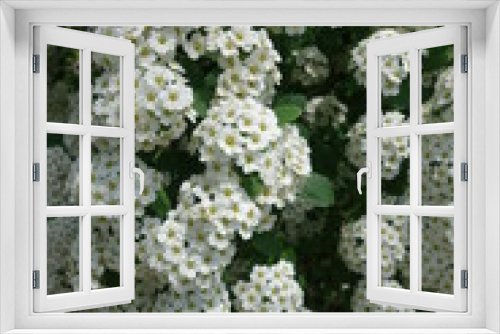 Fototapeta Naklejka Na Ścianę Okno 3D - Lots of white flowers of Spiraea vanhouttei