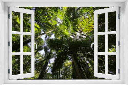 Fototapeta Naklejka Na Ścianę Okno 3D - Blick in die Palmkronen