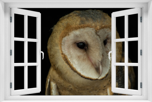 Fototapeta Naklejka Na Ścianę Okno 3D - Barn Owl Close Up