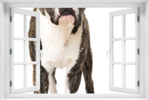 Fototapeta Naklejka Na Ścianę Okno 3D - Stehende Bulldogge
