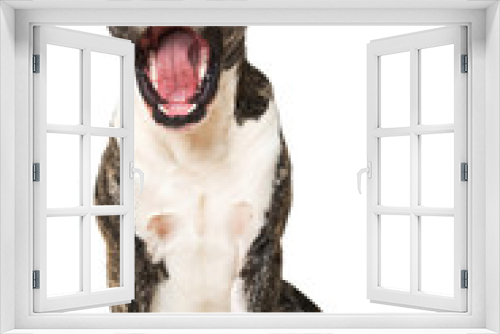 Fototapeta Naklejka Na Ścianę Okno 3D - Gähnende Bulldogge
