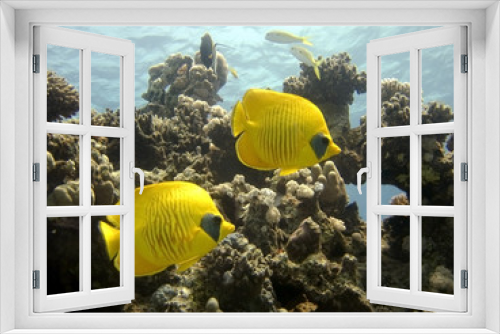 Fototapeta Naklejka Na Ścianę Okno 3D - Golden Butterflyfish
