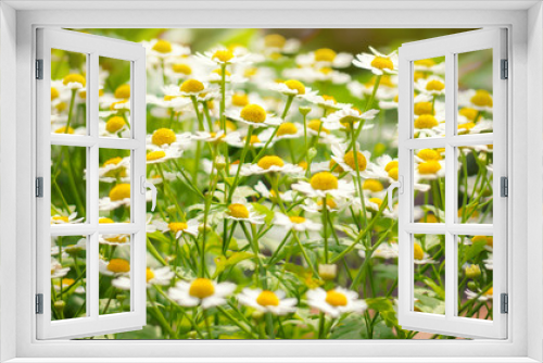 Fototapeta Naklejka Na Ścianę Okno 3D - Wild flowers chamomile field daisy plant sunlight summer spring